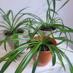 Large Spider Plant  In 8" Pot