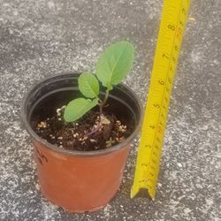Ethiopian Kale Starter Plant,  Live 