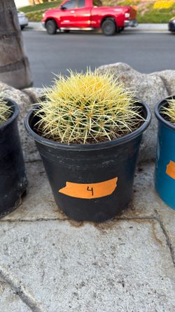 Cactus Plant #4