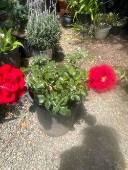 Rose bush for house
