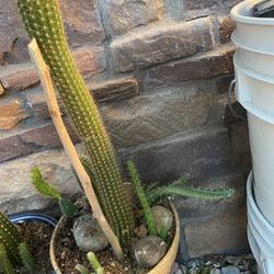 Cactus Plant