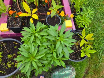 Organic Plant Starts Avacado Tree Starts Plus More! Read Description