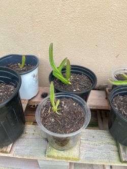 Dragon fruit seedlings