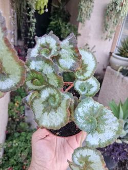 Begonia ESCARGOT Plant $20