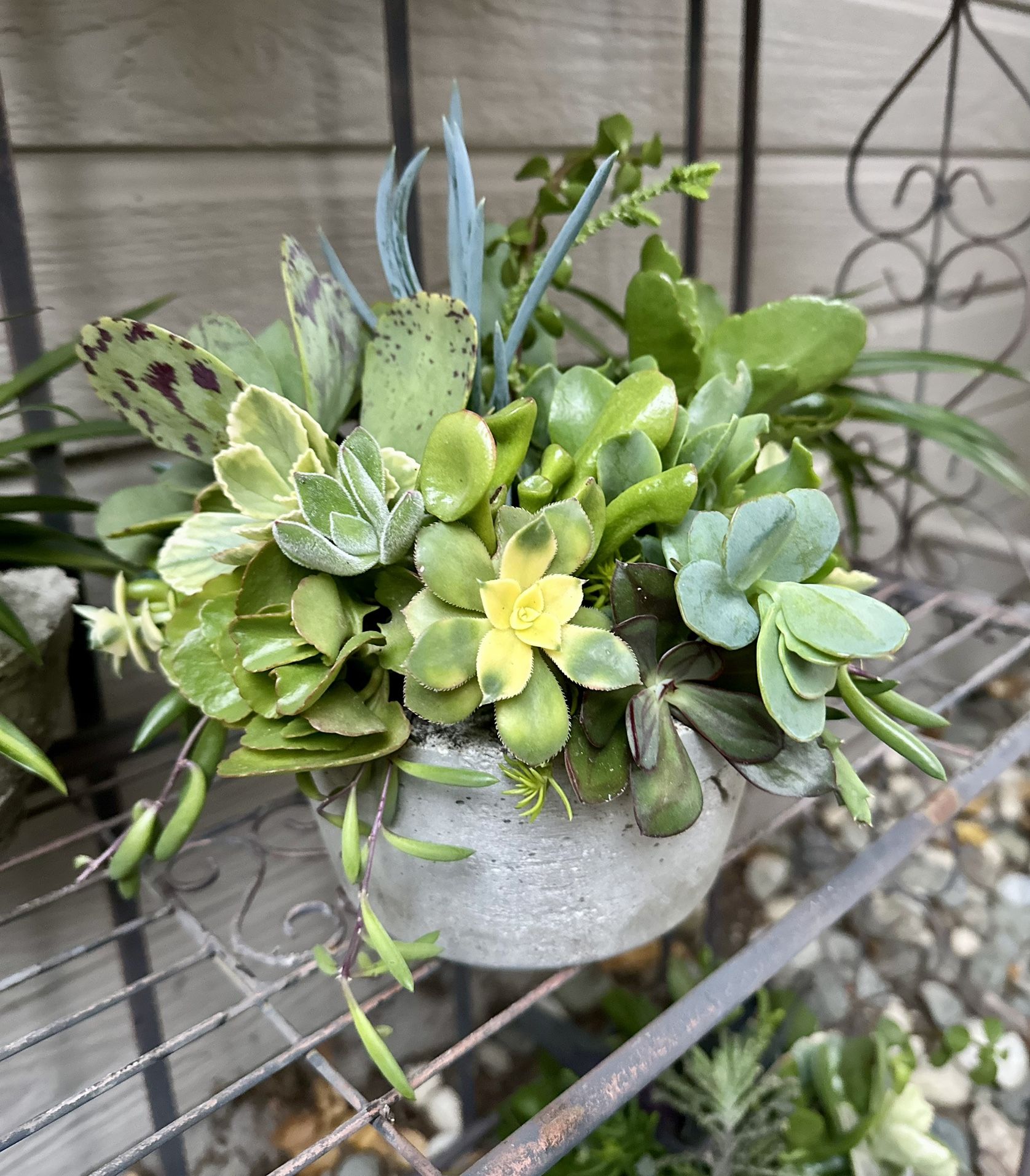 Handmade Hypertufa Concrete Succulent And Cacti Plant Arrangement Gift Idea -$10 Each