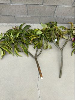 Plumeria Cuttings