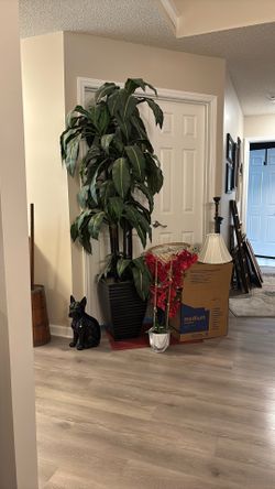 7’ Fake Plant Beautiful Cane Must Go