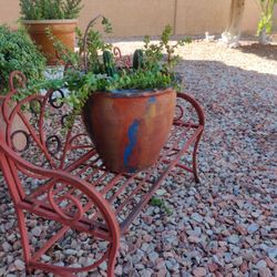 Succulent, Cacti, Garden Plant