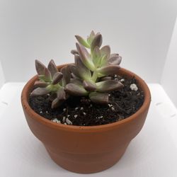 Adopt a Succulent – Premium Terracotta Pot