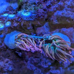 Rainbow BTA