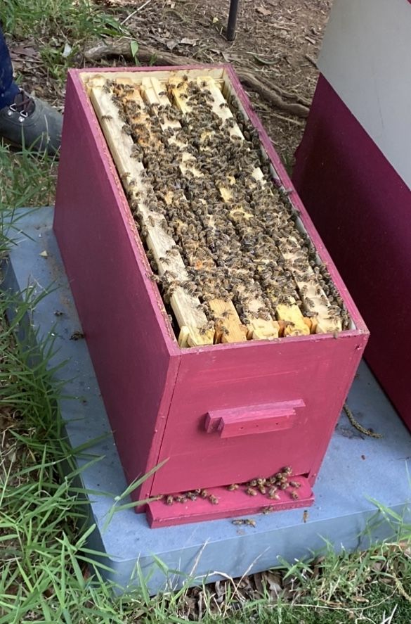 Honey Bee 5 Frame Nucs Nucleus