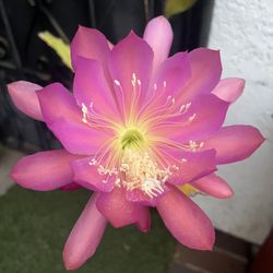 Epiphyllum Orchid Cactus   (EACH $14) BIG FLOWER