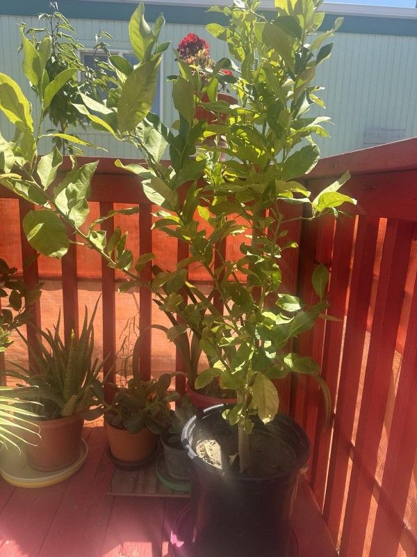 Lemon Tree