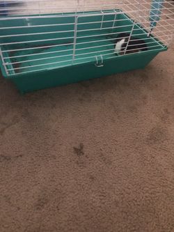 Can’t have my pet anymore looking for someone to love him