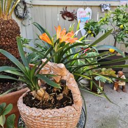 Clivia Bonsai Plants 