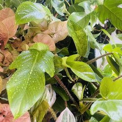 Philodendron squamiferum Plant 