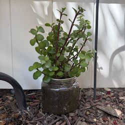 Succulent plants starter plants garden