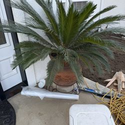 Large Sago Palm + Decorative Pot (Low Maintenance Palm) 