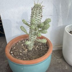 Variegated Corn Cob Cactus in Nice Pot 