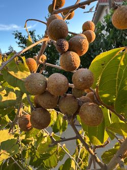 Longan tree (Cay Nhan Da Bo)