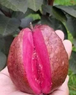 Malaysia Red Guava Tree🪴 $85 each pot
