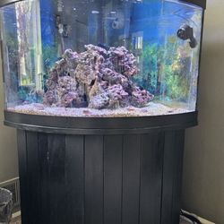 50 Gallon Corner fish Tank