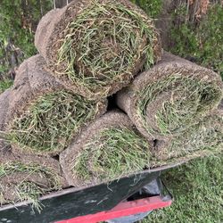 Fresh sod