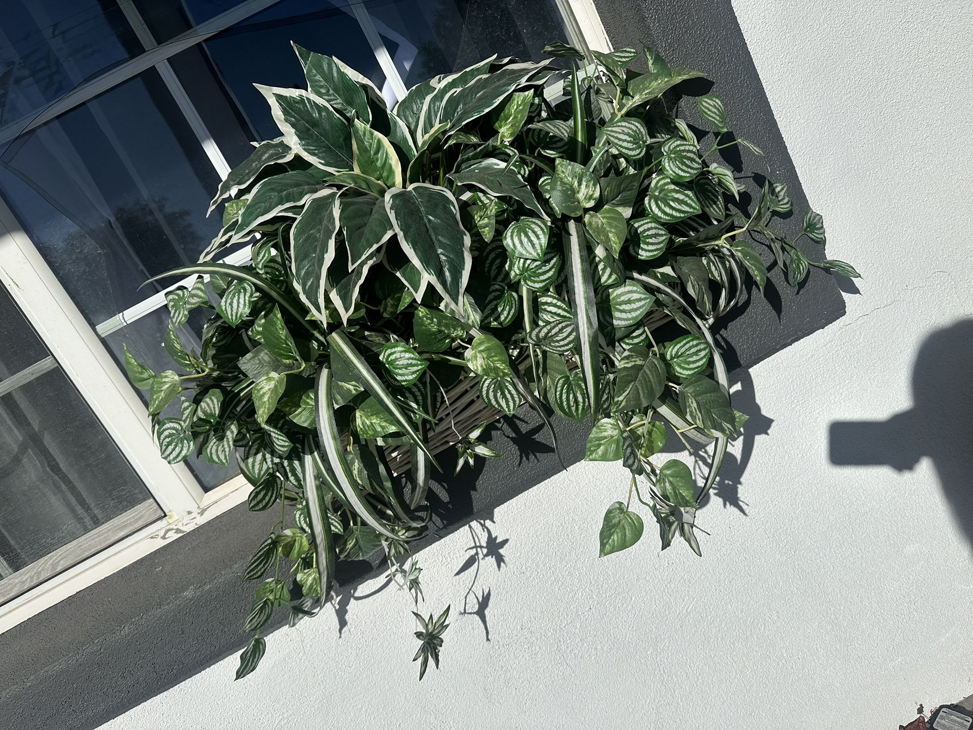 Outside Or Inside Plants 30$ For Both