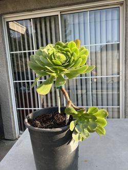 Succulent Plants