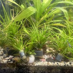 Aquatic Plants For Fish Tanks And Aquariums 