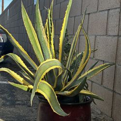 Agave Plant 