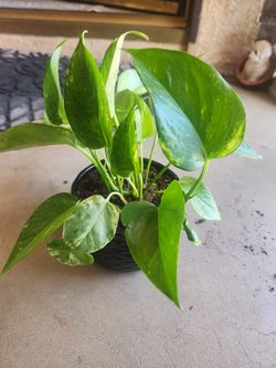 Golden pothos 