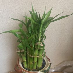 Lucky Bamboo 10 Liveplant 12”stalks With Curly Bamboo And Pot For Tracy
