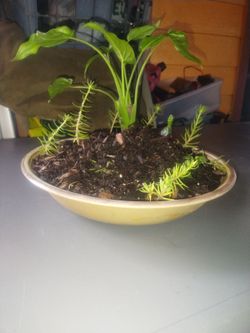 Plant