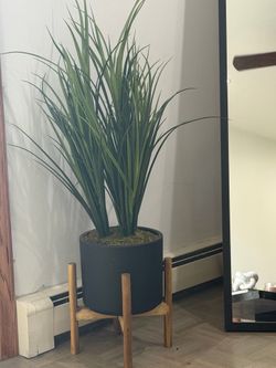 3’ plant