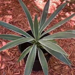 Caribbeans Agave Plant 🌵 in 3 gallon plastic pot