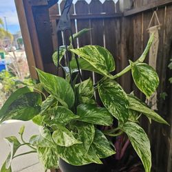 Marble Pothos