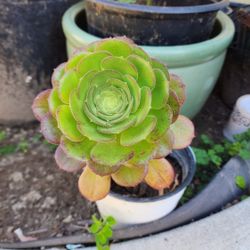 Cute Succulent 