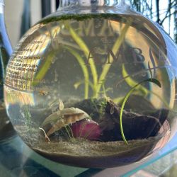 Tiny Aquarium 