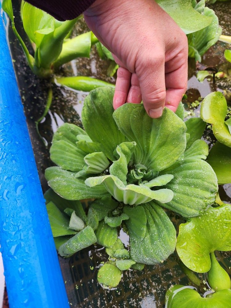 Pond Plants Hyacinth, Water Lettuce, Amazon Frogbit, Duckweed