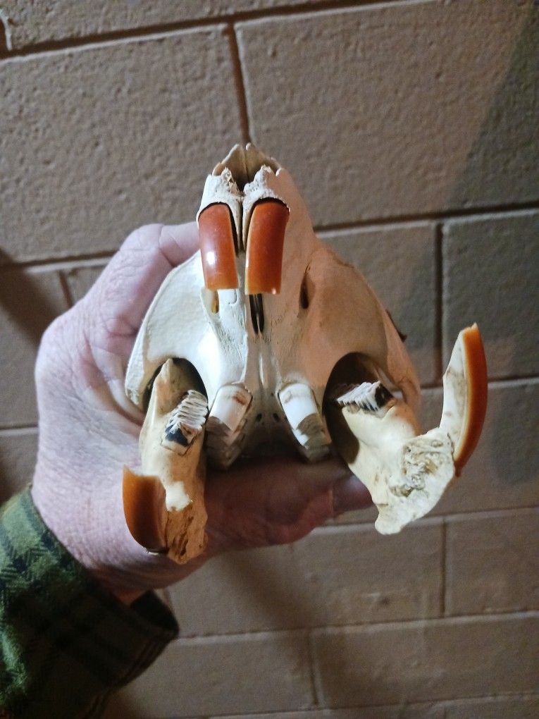  Beaver Skull