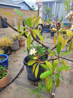 Many plants