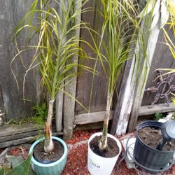 Plants Good Condition 