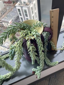 Burrows Tail Succulent In Repurposed Italian Pitcher Porcelain 