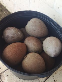 MAMEY KEY WEST FOR SALE! FOR ONLY $50 THE BOX OF 25 PONDS ONLY A FEW LEFT!