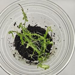 Selaginella Serpens