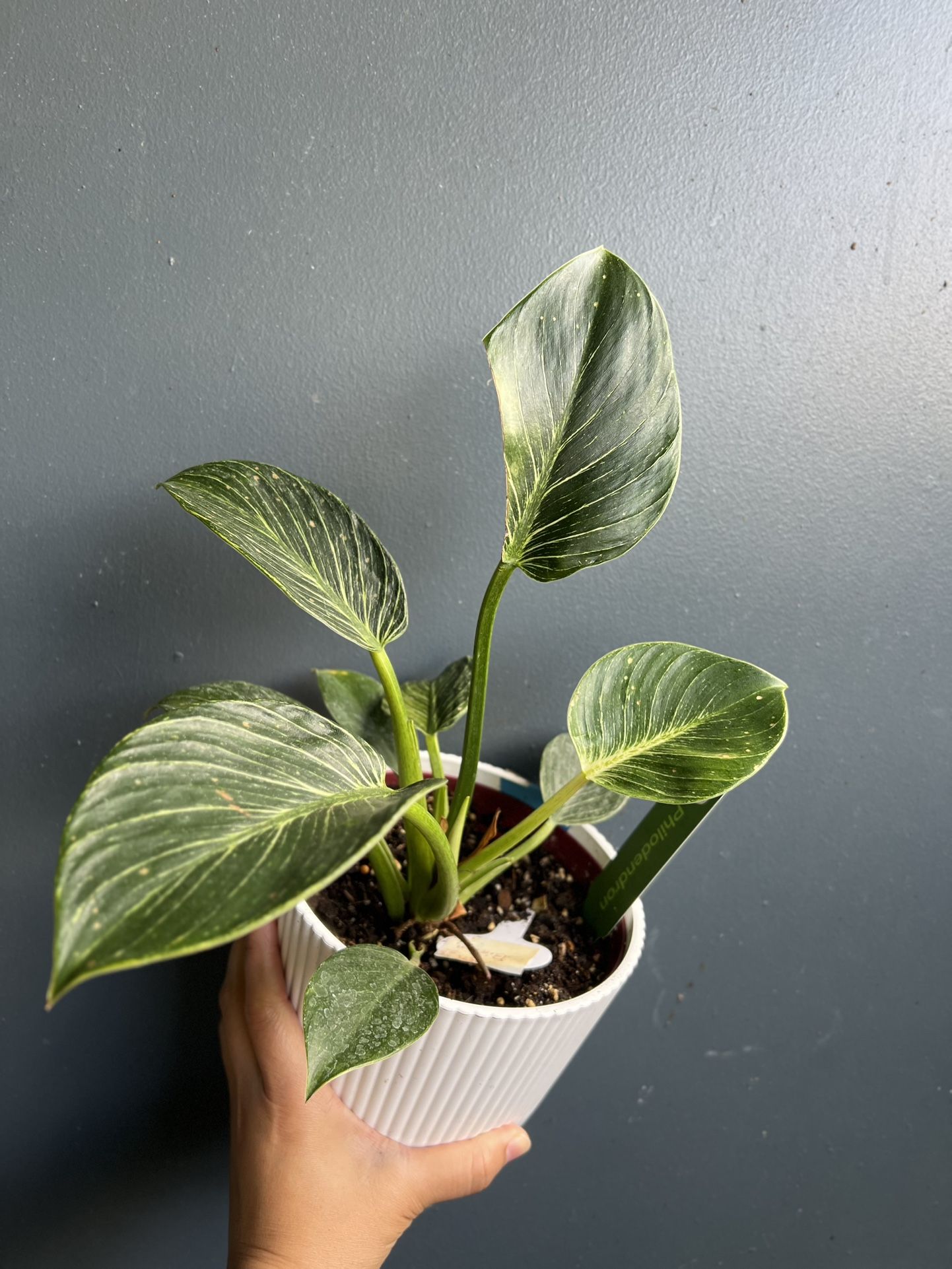 Live Variegated Philodendron Birkin Plant In 6”Pot