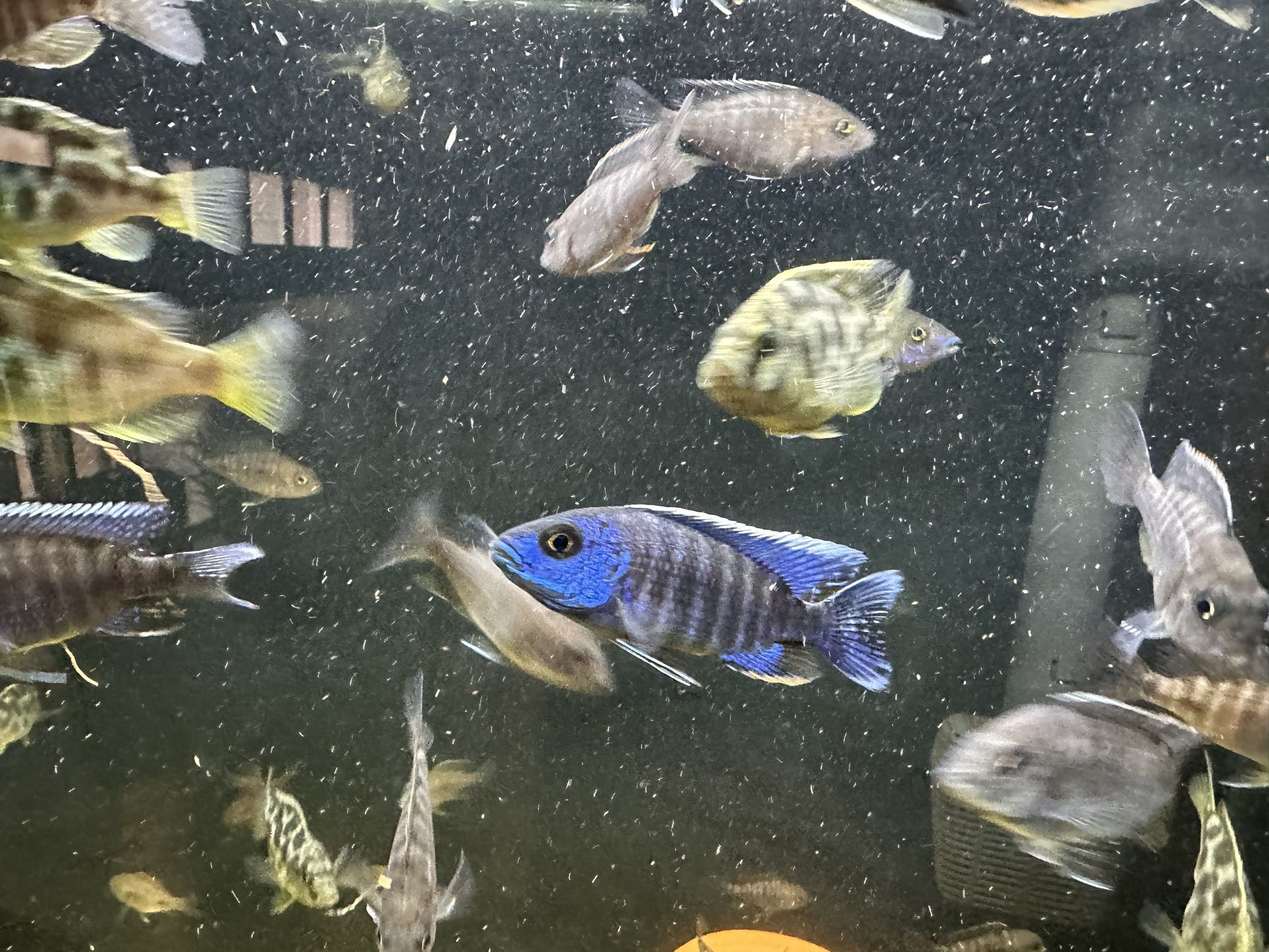 Fish Tank + Decoration