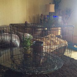 Medium Dog Cage No Pan