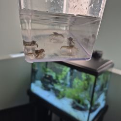 Crayfish Fish Tank